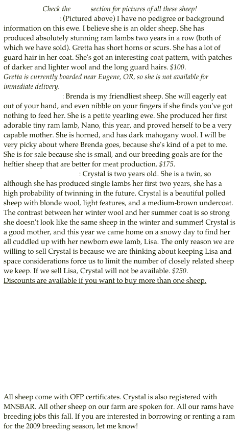 Check the Ewes section for pictures of all these sheep!
Massena's Gretta: (Pictured above) I have no pedigree or background information on this ewe. I believe she is an older sheep. She has produced absolutely stunning ram lambs two years in a row (both of which we have sold). Gretta has short horns or scurs. She has a lot of guard hair in her coat. She's got an interesting coat pattern, with patches of darker and lighter wool and the long guard hairs. $100. 
Gretta is currently boarded near Eugene, OR, so she is not available for immediate delivery.
Massena's Brenda: Brenda is my friendliest sheep. She will eagerly eat out of your hand, and even nibble on your fingers if she finds you've got nothing to feed her. She is a petite yearling ewe. She produced her first adorable tiny ram lamb, Nano, this year, and proved herself to be a very capable mother. She is horned, and has dark mahogany wool. I will be very picky about where Brenda goes, because she's kind of a pet to me. She is for sale because she is small, and our breeding goals are for the heftier sheep that are better for meat production. $175.
Santiam Valley Crystal: Crystal is two years old. She is a twin, so although she has produced single lambs her first two years, she has a high probability of twinning in the future. Crystal is a beautiful polled sheep with blonde wool, light features, and a medium-brown undercoat. The contrast between her winter wool and her summer coat is so strong she doesn't look like the same sheep in the winter and summer! Crystal is a good mother, and this year we came home on a snowy day to find her all cuddled up with her newborn ewe lamb, Lisa. The only reason we are willing to sell Crystal is because we are thinking about keeping Lisa and space considerations force us to limit the number of closely related sheep we keep. If we sell Lisa, Crystal will not be available. $250.
Discounts are available if you want to buy more than one sheep.











All sheep come with OFP certificates. Crystal is also registered with MNSBAR. All other sheep on our farm are spoken for. All our rams have breeding jobs this fall. If you are interested in borrowing or renting a ram for the 2009 breeding season, let me know!